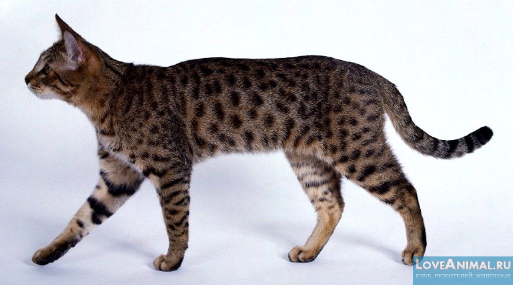 Калифорнийская сияющая кошка (California Spangled Cat)