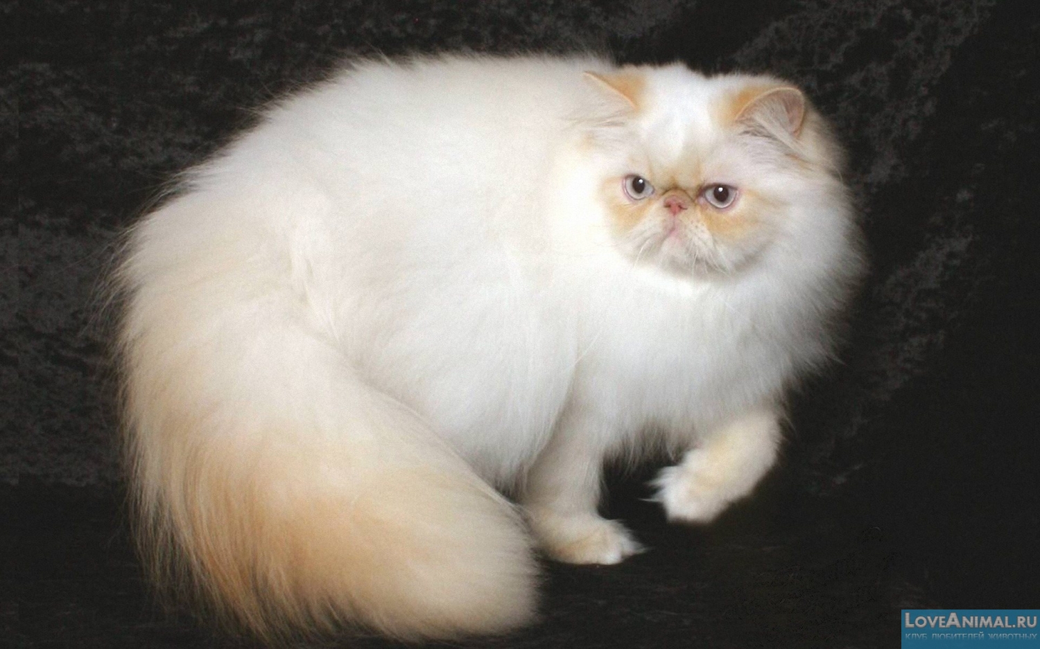 Гималайская кошка (Himalayan cat)
