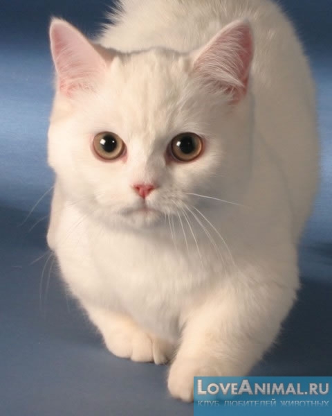 Наполеон - карликовая кошка (Napoleon Cat)