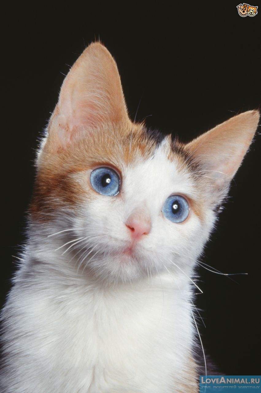 Охос азулес, или голубоглазка (Ojos azules cat)
