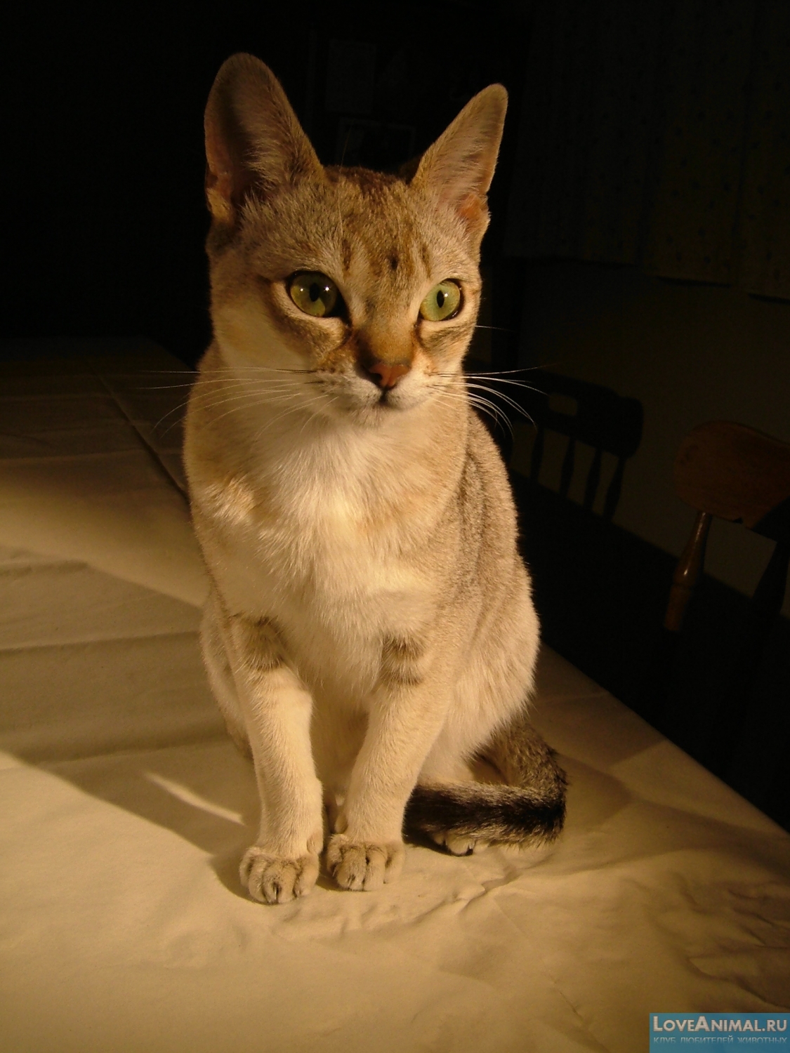 Сингапурская кошка, или сингапура (Singapura Cat)