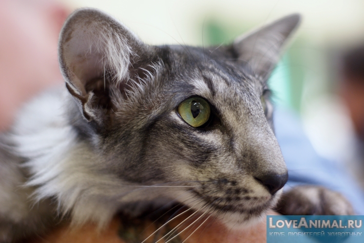 Ориентальная длинношерстная кошка (Oriental longhair cat)