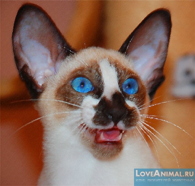 Сейшельская кошка (Seychellois cat)