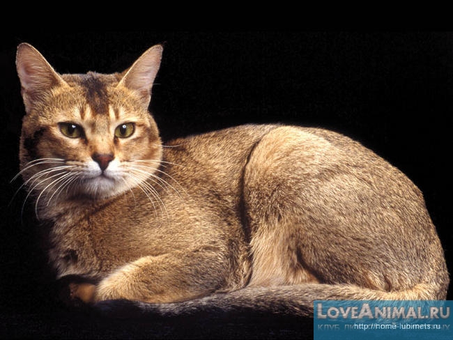 Цейлонская кошка, или кошка Шри-Ланки (Ceylon cat, Sri-Lankan cat)