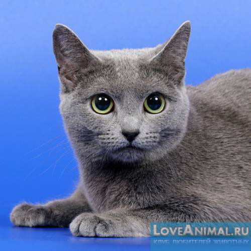 Русская голубая кошка (Russian Blue Cat)