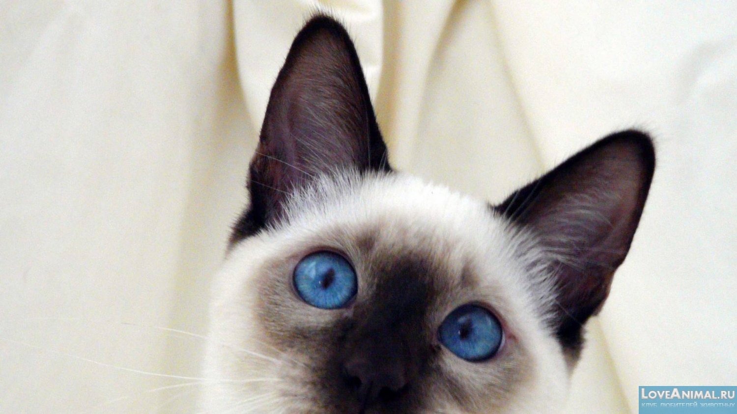 Сиам, или сиамская кошка (Siamese Cat)