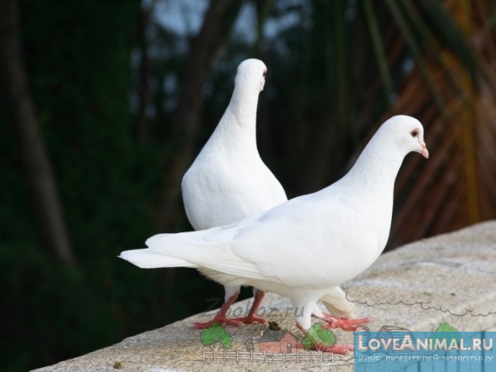 Наиболее красивые и известные породы домашних голубей