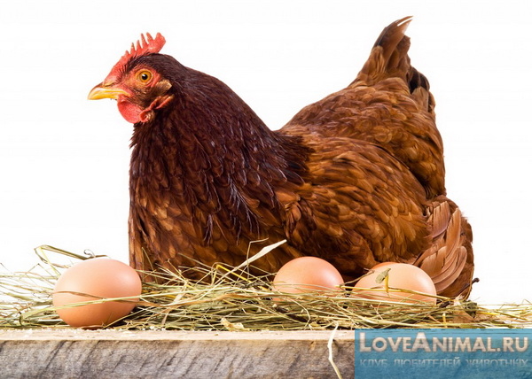 Посадка курицы на высиживание яиц. Советы, рекомендации с фото и видео