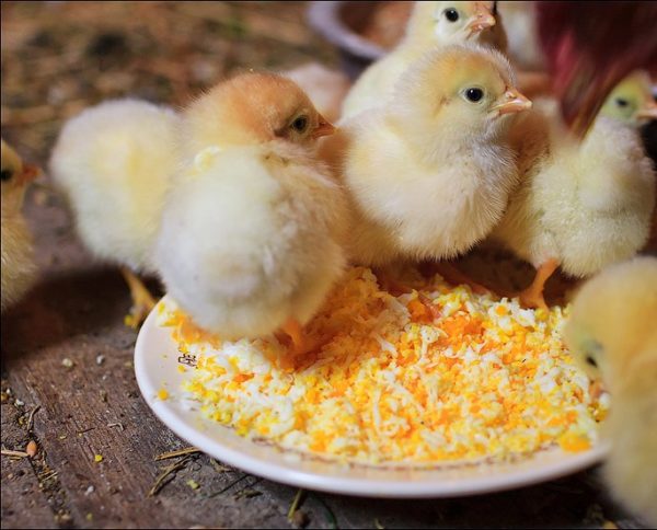 Кормление цыплят несушек в домашних условиях. Рацион кормления по возрасту, таблица с фото и видео