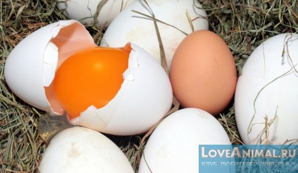 Цвет скорлупы куриных яиц. Факторы влияющие на цвет. Разбираемся с фото и видео