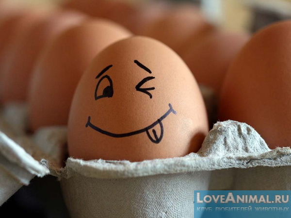 Свежие яйца. Определяем свежесть яйца и правильно храним. Советы с фото и видео