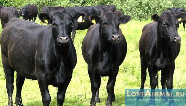 Популярные породы мясных коров. Описание с фото и видео