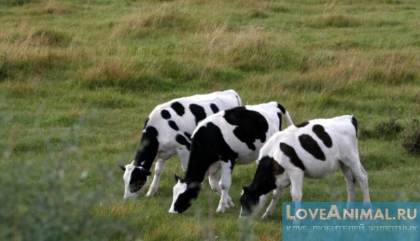 Кетоз у коров или запах ацетона. Симптомы, лечение и профилактика с фото и видео