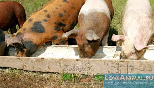 Откорм свиней или эффективное кормление в домашних условиях