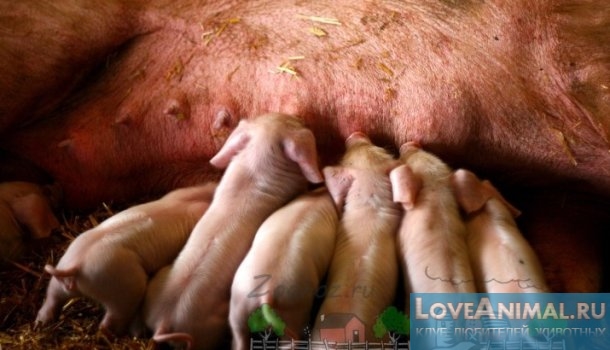 Станок для опороса свиноматки своими руками: чертежи, размеры | Свиноводство, Свиньи, Красные лампы