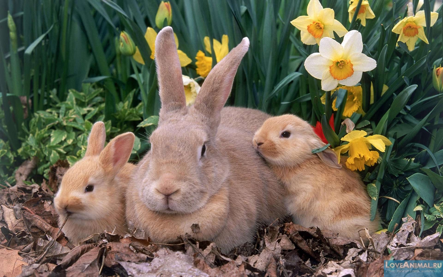 Кролики и кролиководство. Содержание, лечение, разведение и кормление
