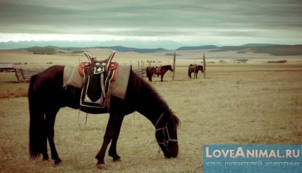 Монгольская лошадь. Описание породы с фото и видео