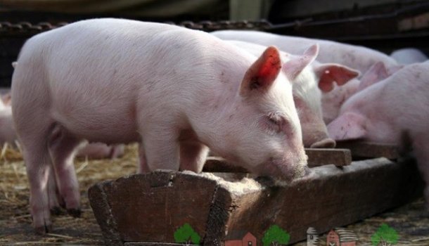 Кормушки для свиней: размеры, виды и способы изготовления