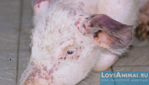 Лечение пастереллеза у свиней. Симптомы болезни, профилактика с фото и видео