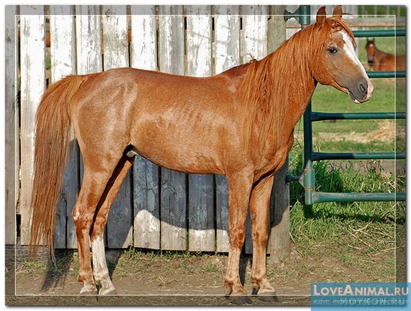 Каспийская лошадь. Описание с фото и видео