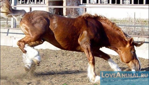 Русский тяжеловоз. Описание породы лошадей с фото и видео