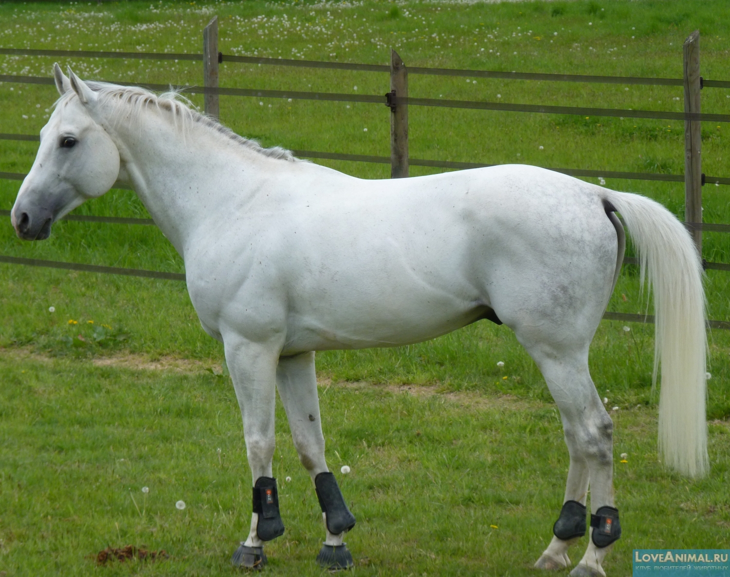 Англо-арабская лошадь. Описание с фото и видео