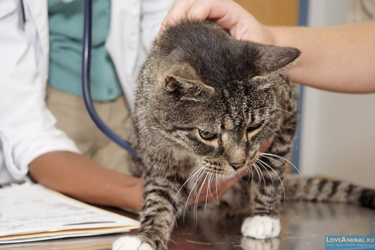 Цистит у кошек и котов: симптомы, уход, лечение