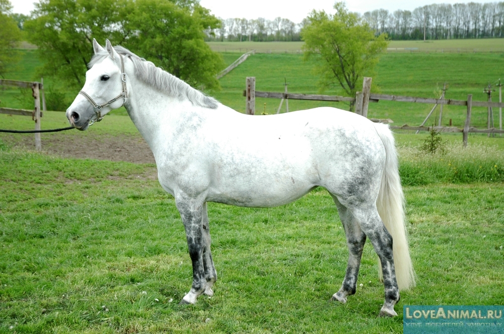 Бельгийская теплокровная лошадь