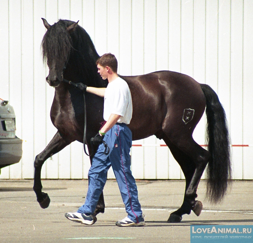 Андалузская лошадь. Описание с фото и видео