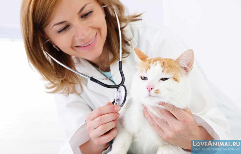 Ветофобия или почему кошки боятся врачей?