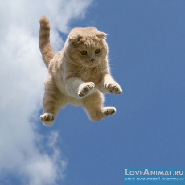 Кошки - весенние "парашютисты". Падающие кошки