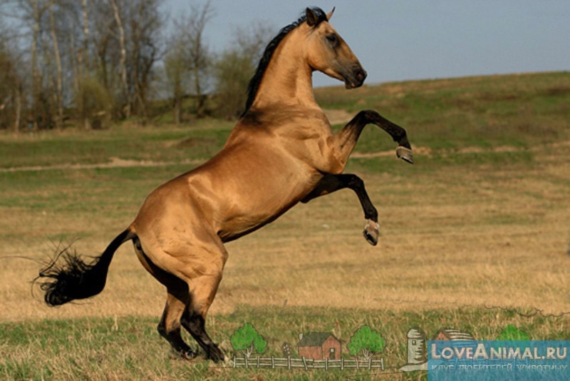 Удивительно красивые лошади буланой масти