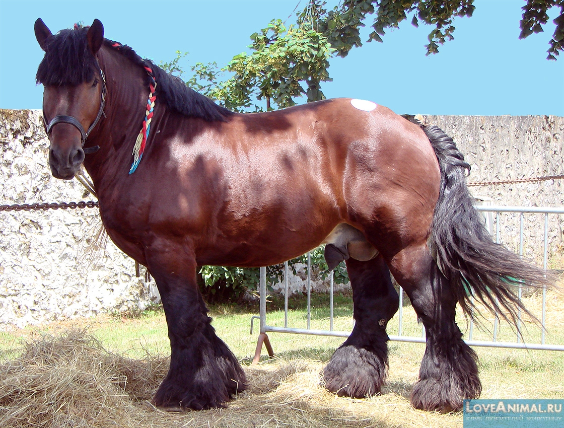 Арденнская лошадь. Описание с фото