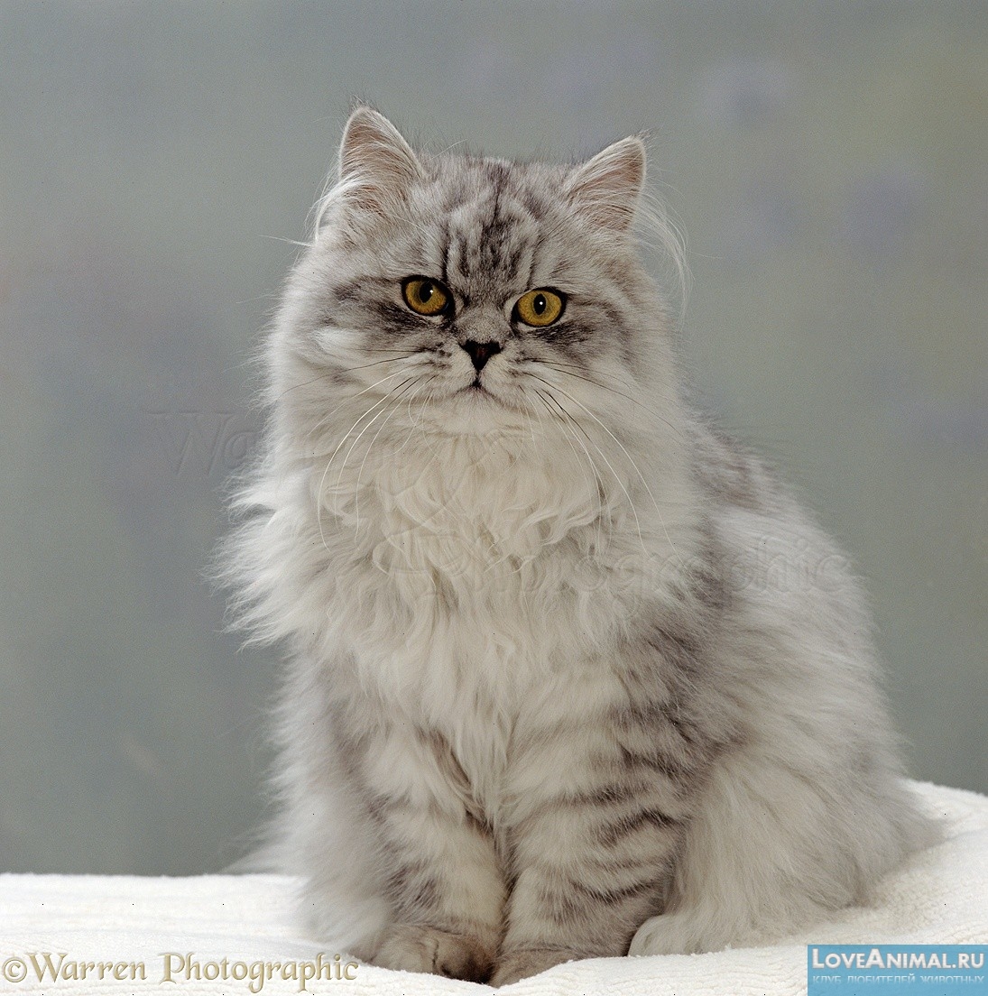 Шиншилла - персидские кошки, Chinchilla persian cat. Описание, фото, видео