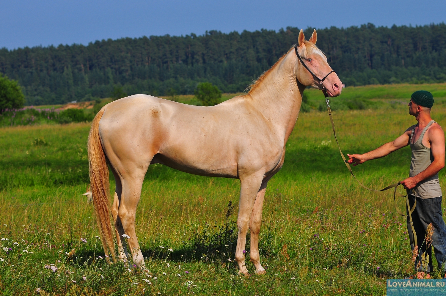 Ахалтекинская лошадь. Описание с фото и видео