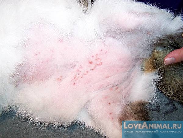 Аллергический дерматит у кошек или гиперчувствительность к укусам блох