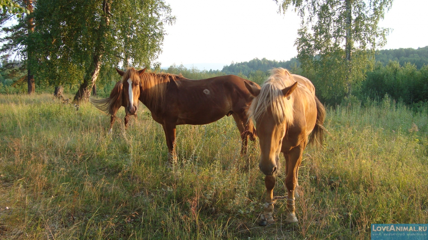 Башкирская лошадь. Описание с фото и видео
