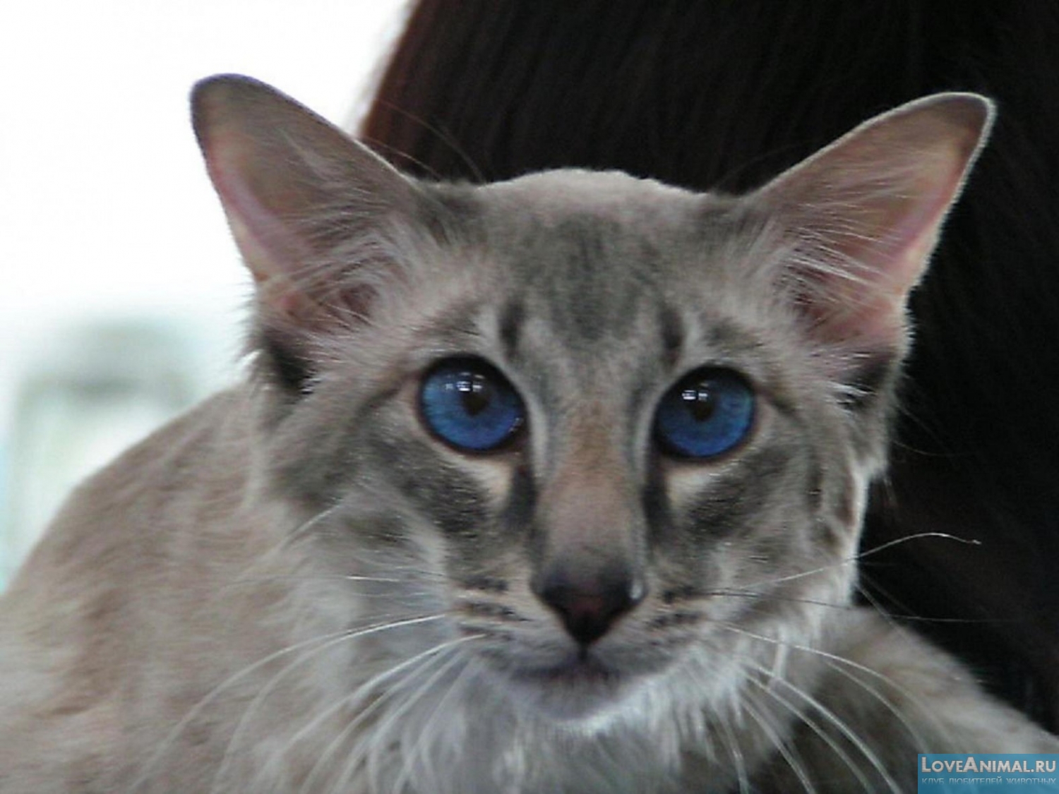 Яванская кошка, яванез, Javanese cat. Описание с фото и видео