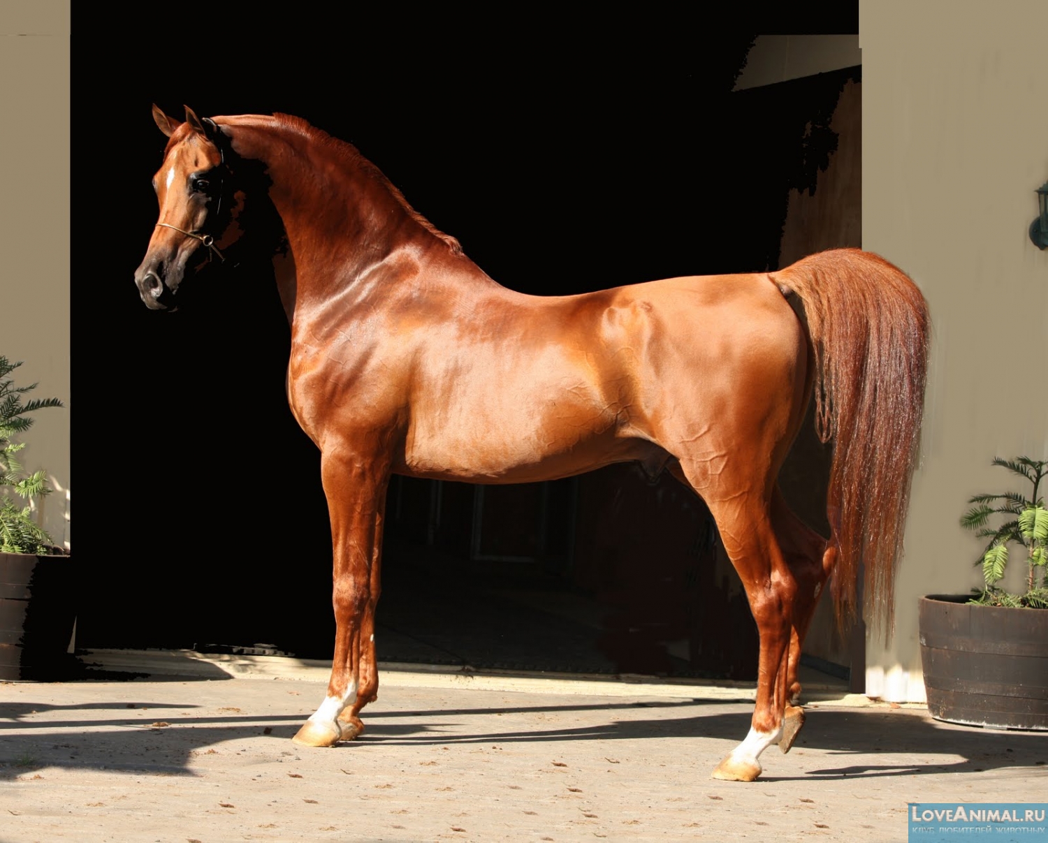 Арабская чистокровная лошадь. Описание с фото и видео