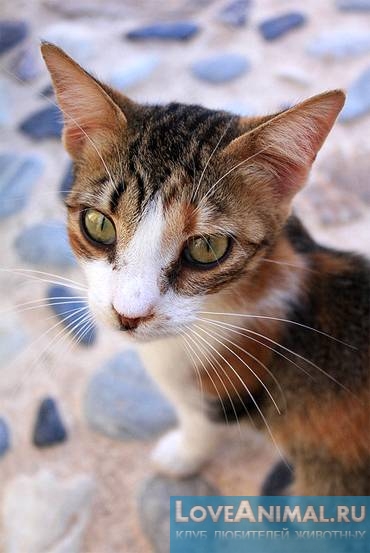 Эгейская кошка. Aegean cat. Фото, видео, описани