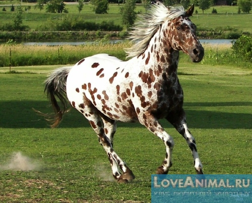 Лошадь Аппалуза. Описание с фото и видео