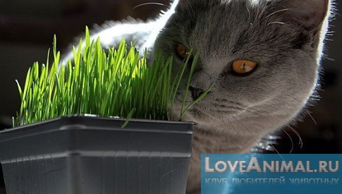Лечение кошек травами и растениями