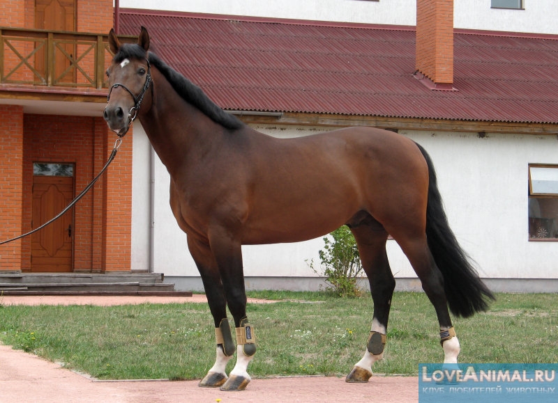 Вестфальская лошадь. Описание с фото и видео