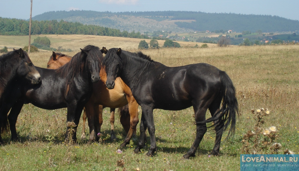 Боснийский горный пони (боснийская лошадь)