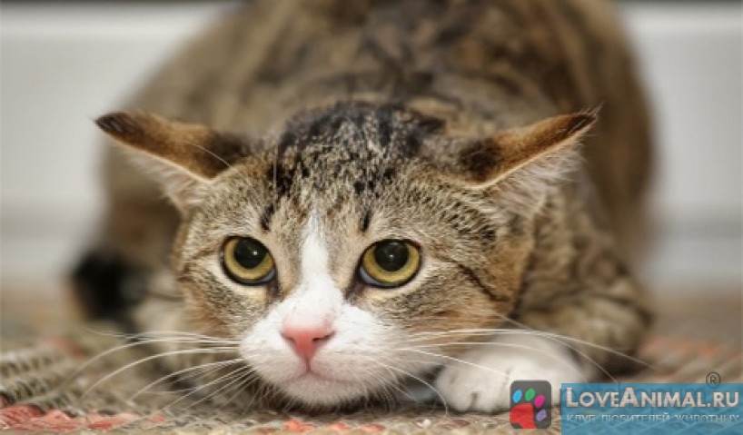 Урологический синдром кошек: заболевание, связанное со стрессом