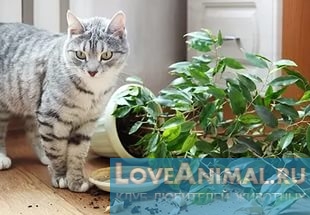 Какие комнатные растения опасны для кошек
