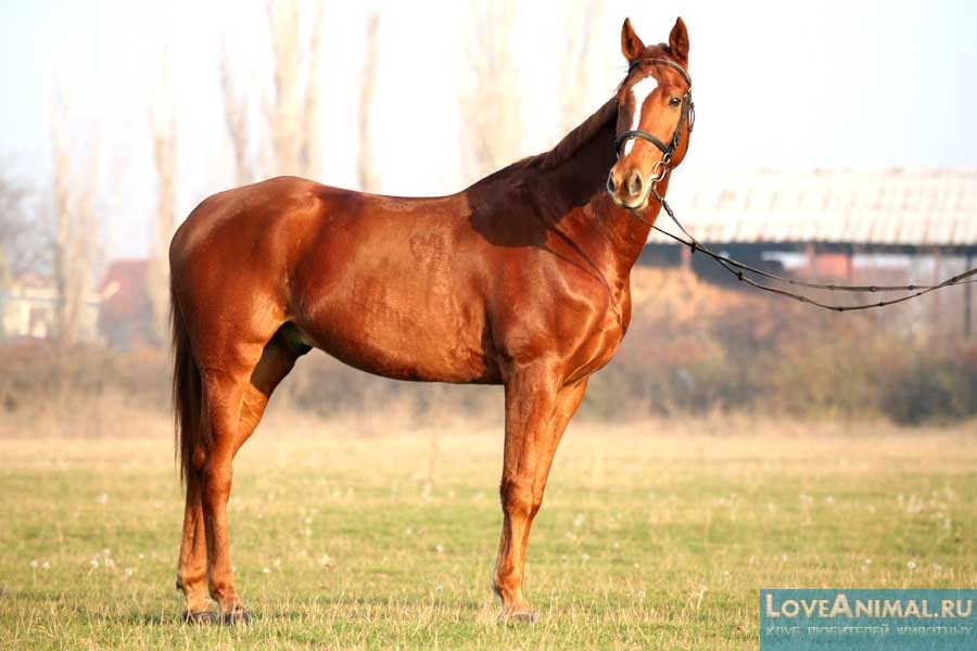 Восточно-болгарская лошадь