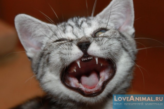 Интересные факты о кошачьих зубах