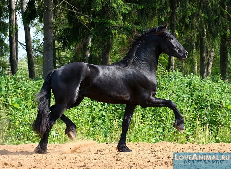 Восточно-фризская лошадь