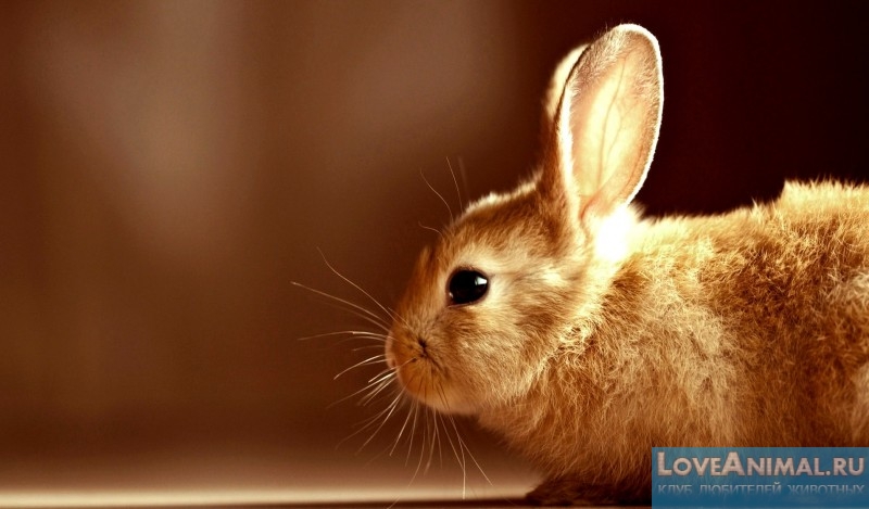Диарея у кролика: почему возникает и как лечить?